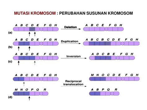 jelaskan pengertian fenotipe  Sel-sel kelamin ( gamet) selalu haploid akibat proses meiosis (pembelahan reduksi) yang mendahului